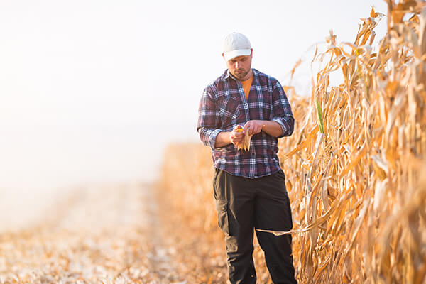 Farming and Agriculture